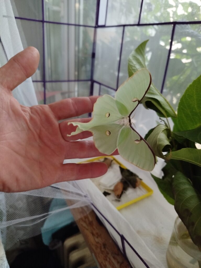 Galerie martináče měsíčitého