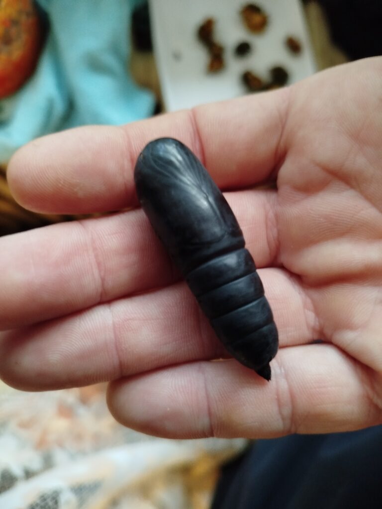 galerie bromhea haeresyi